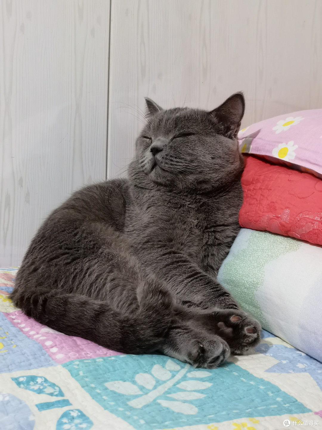 猫咪专属!这个神奇的玩具让你的猫咪疯狂追逐!