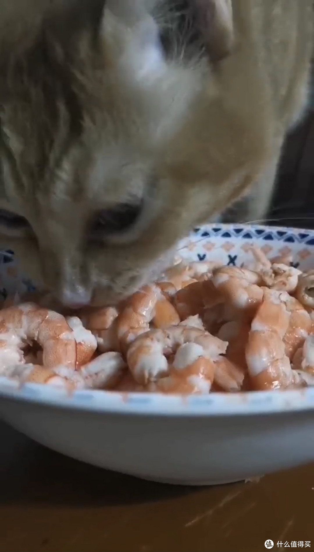 猫咪很喜欢吃大虾。。快买不起了