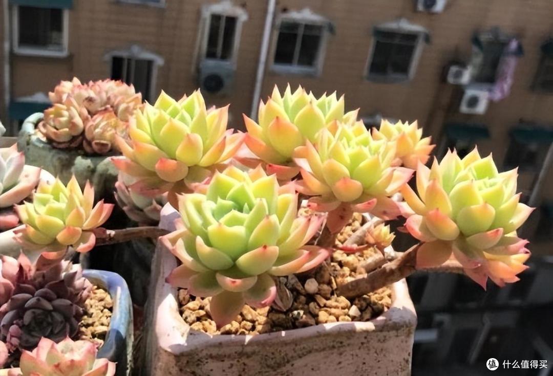多肉怎么养？做好一点，一年无忧，长得又肥又壮，又美又艳