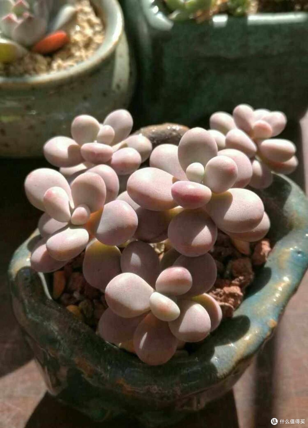 多肉怎么养？做好一点，一年无忧，长得又肥又壮，又美又艳