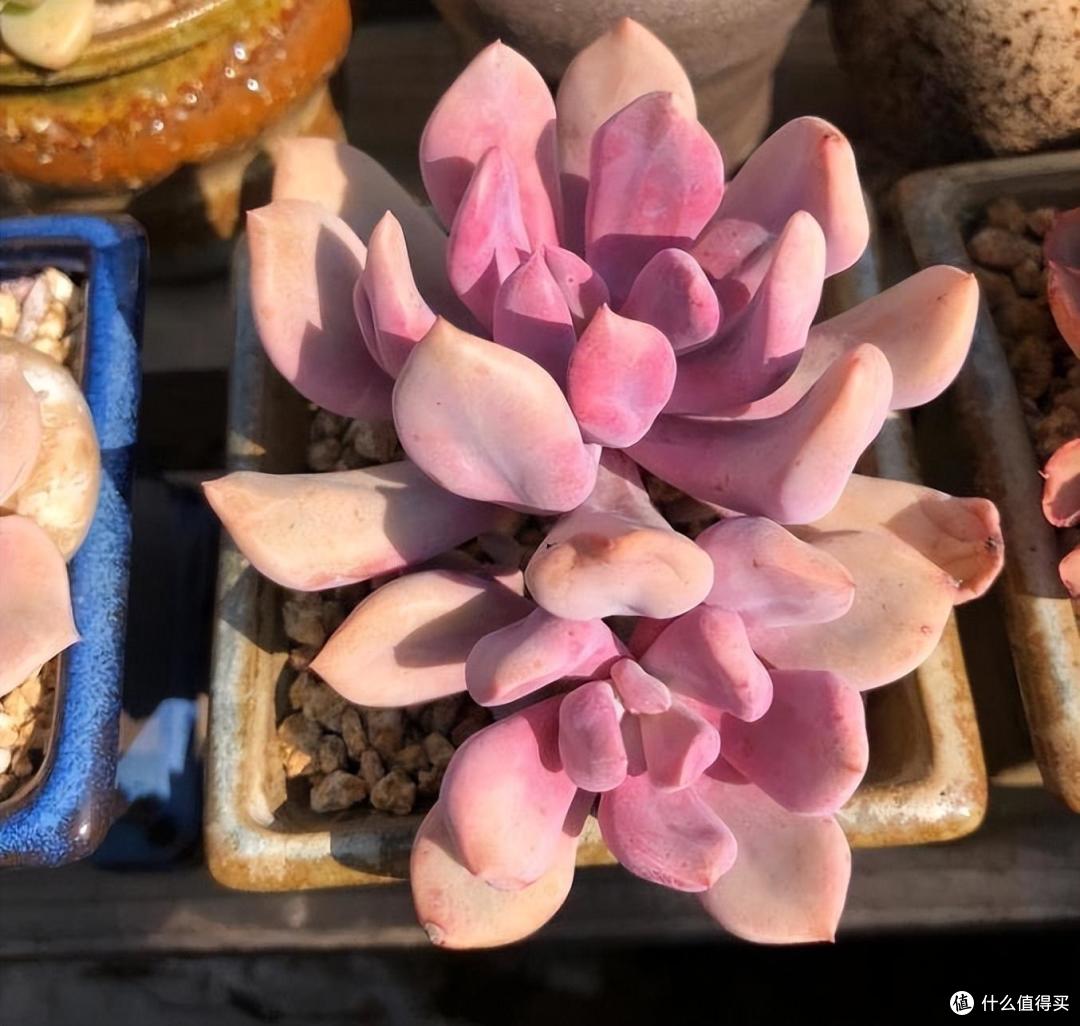多肉怎么养？做好一点，一年无忧，长得又肥又壮，又美又艳
