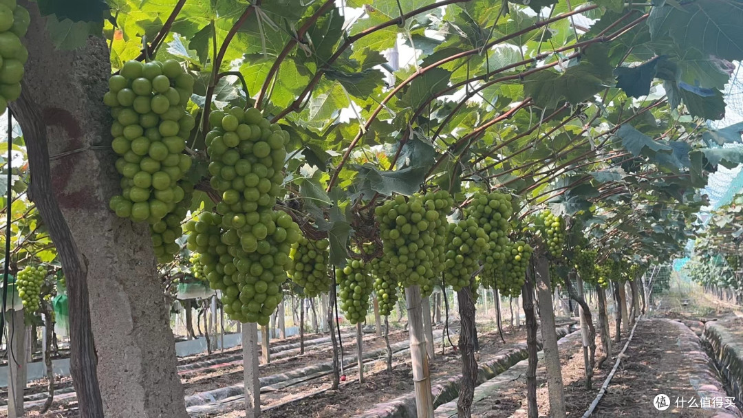 夏日食光,我的最爱晴王跟冬枣