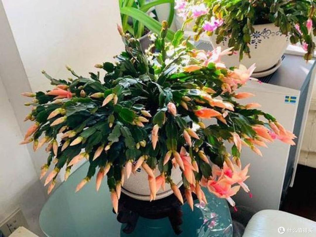 立秋之后,抓紧给8种花修剪摘叶子,到了花期才能开爆花