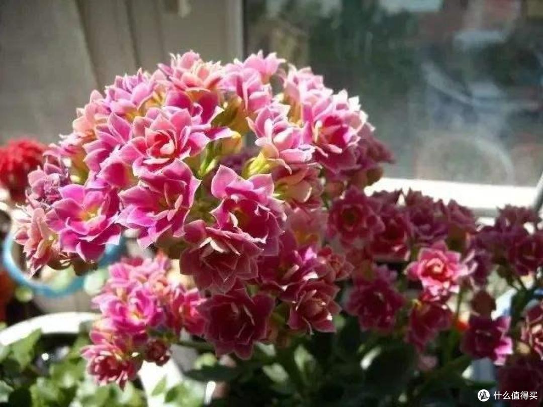 立秋之后,抓紧给8种花修剪摘叶子,到了花期才能开爆花