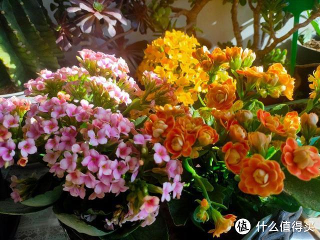立秋之后,抓紧给8种花修剪摘叶子,到了花期才能开爆花