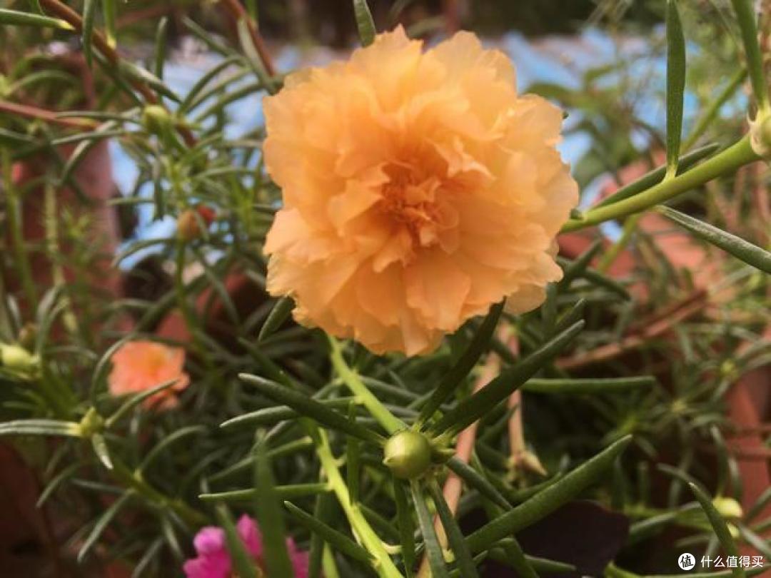 立秋之后,抓紧给8种花修剪摘叶子,到了花期才能开爆花