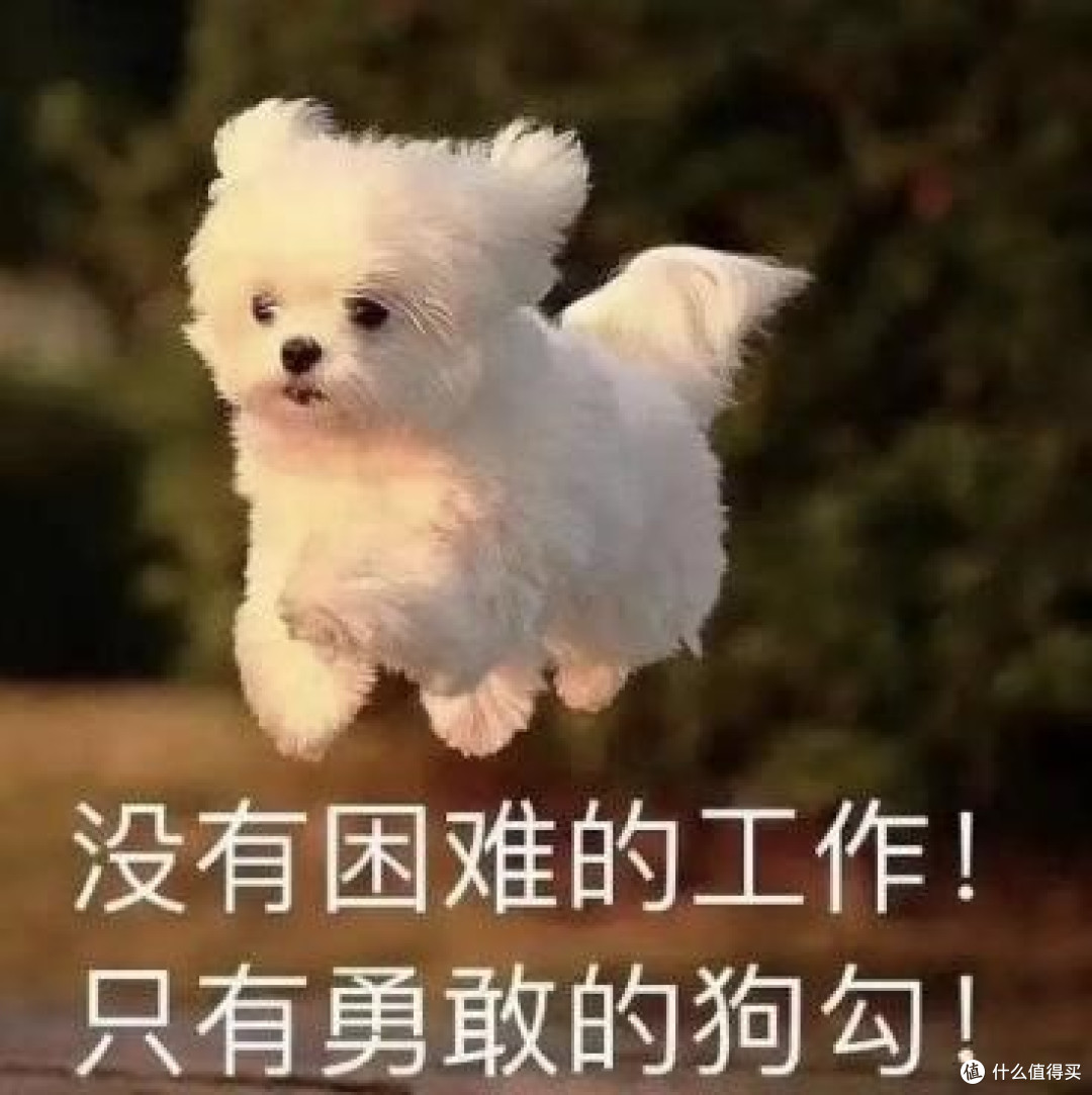 卫佳八联和狂犬一起打会怎样?铲屎官可不要走入误区咯!