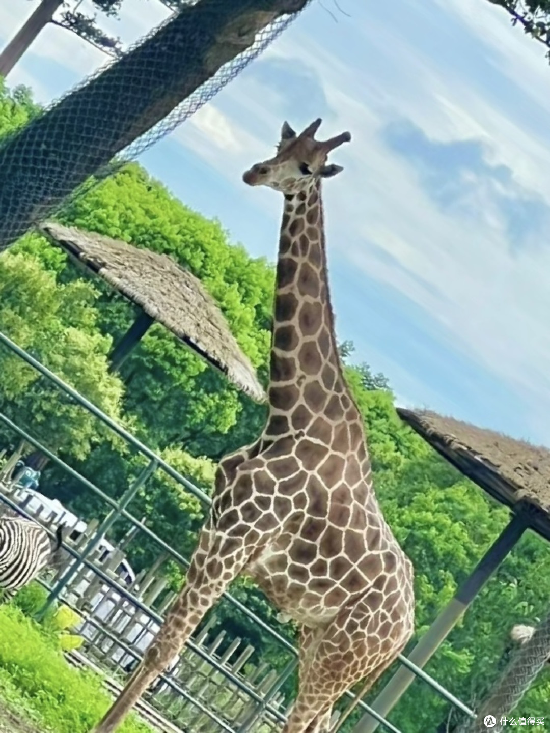 📝奶爸带娃👨👧👦 去动物园🦁🐼🐒🐍!