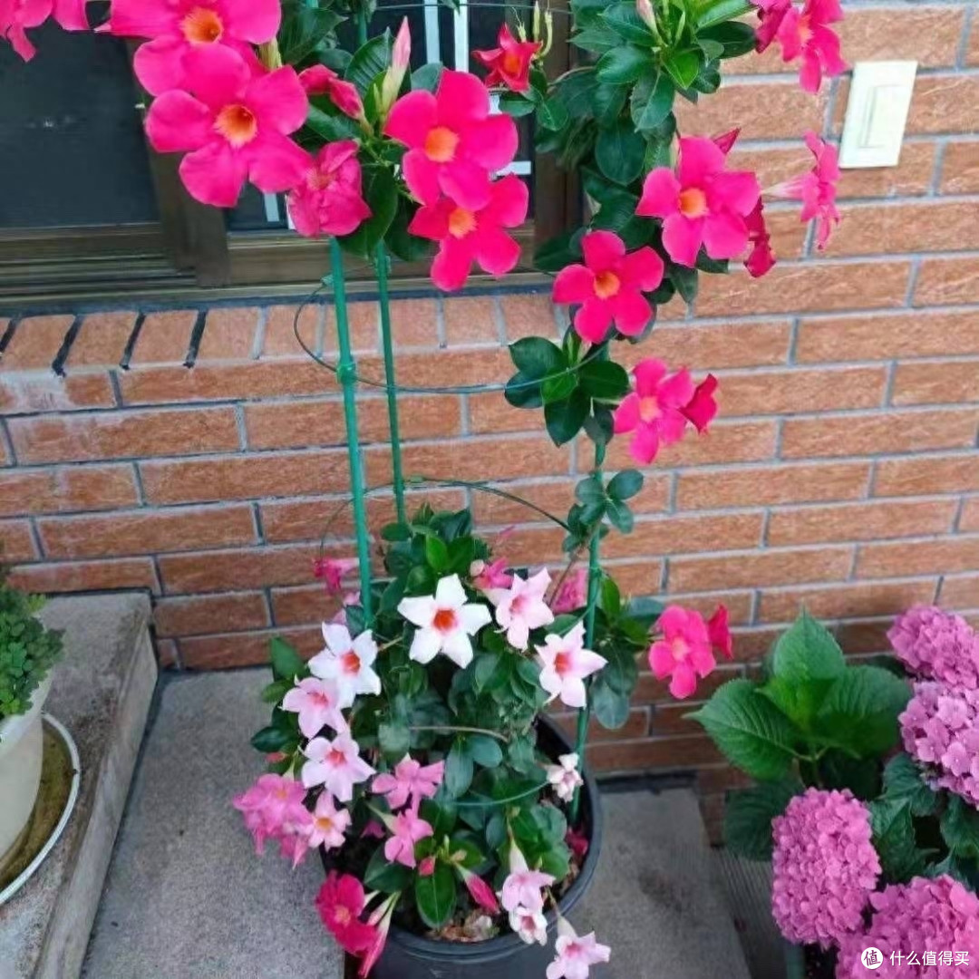 3种貌美“爬藤花”，开花多，长到屋顶上，好看皮实适合种阳台！