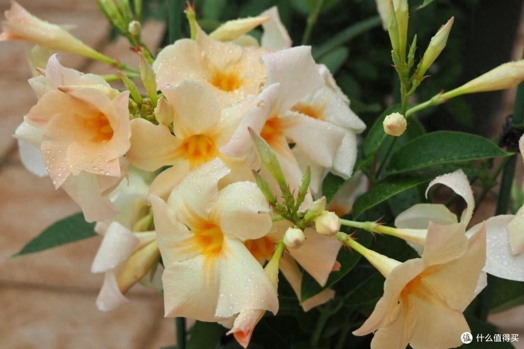 3种貌美“爬藤花”，开花多，长到屋顶上，好看皮实适合种阳台！