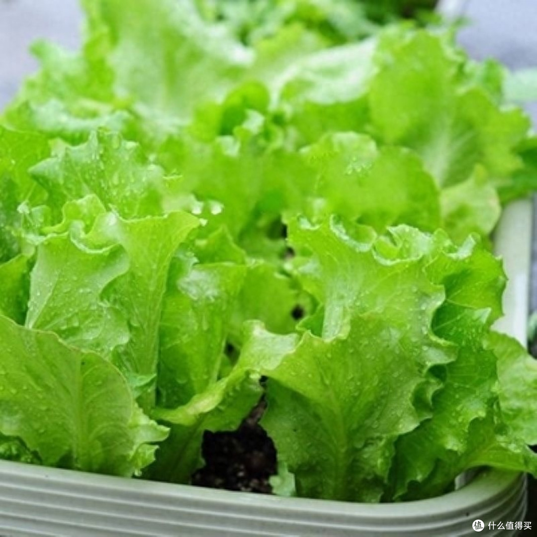 阳台最好种的菜是它？栽种几盆，冬季绿油油长得快，好吃又好看