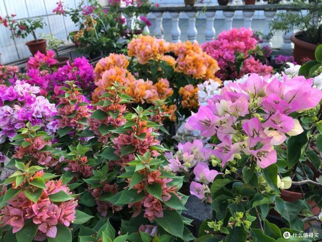 8月,三角梅要“虐养”,“1轻1勤、1少1多”,能早早进入状态