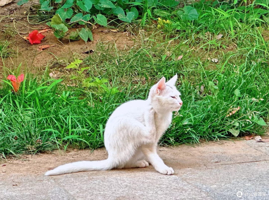 见到过一个小区的猫全部集在一起时候的壮丽景观吗?