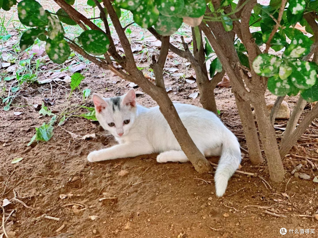 见到过一个小区的猫全部集在一起时候的壮丽景观吗?