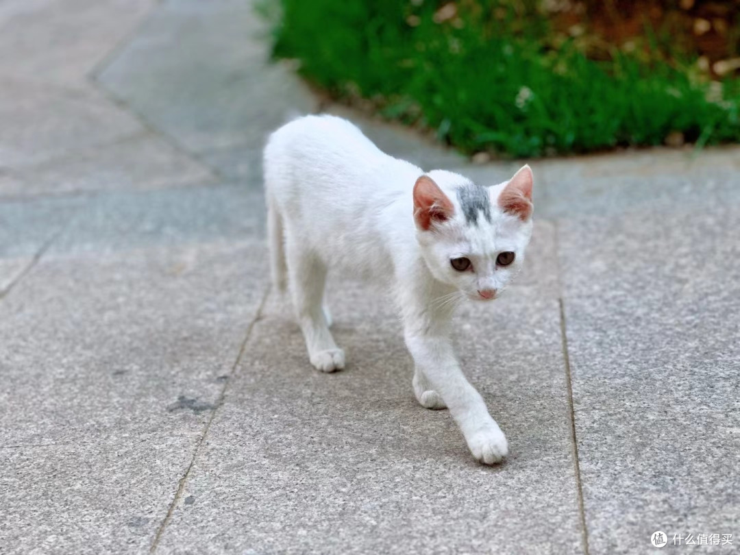 见到过一个小区的猫全部集在一起时候的壮丽景观吗?