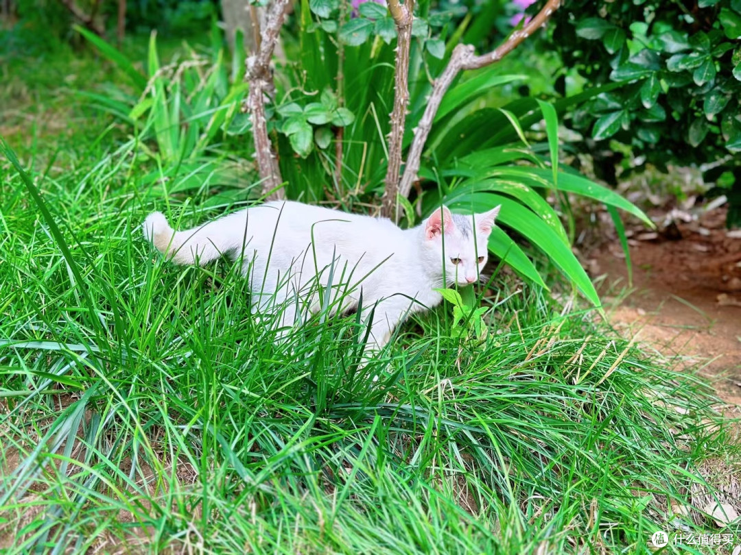 见到过一个小区的猫全部集在一起时候的壮丽景观吗?