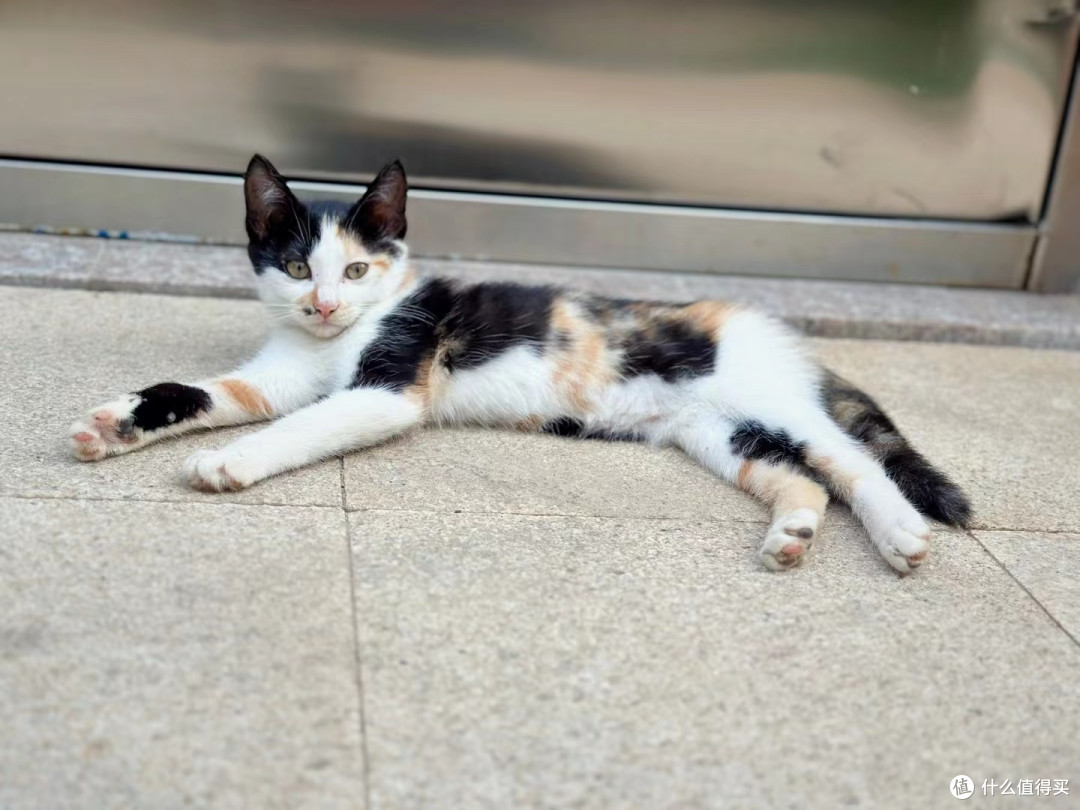 见到过一个小区的猫全部集在一起时候的壮丽景观吗?