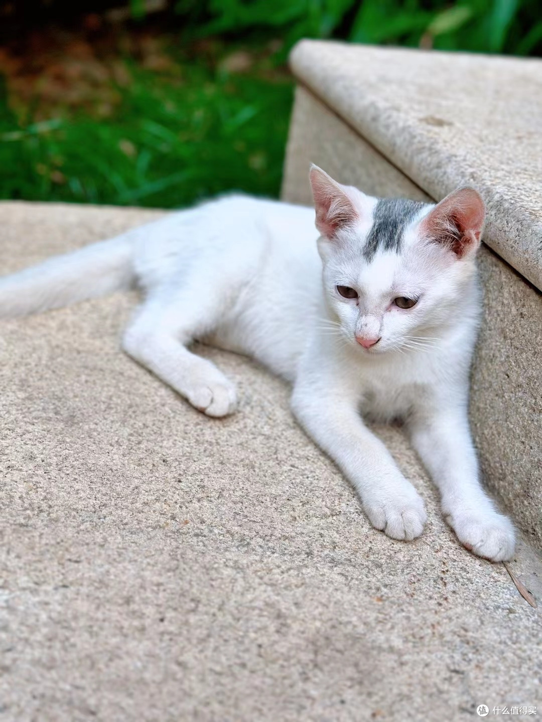 见到过一个小区的猫全部集在一起时候的壮丽景观吗?