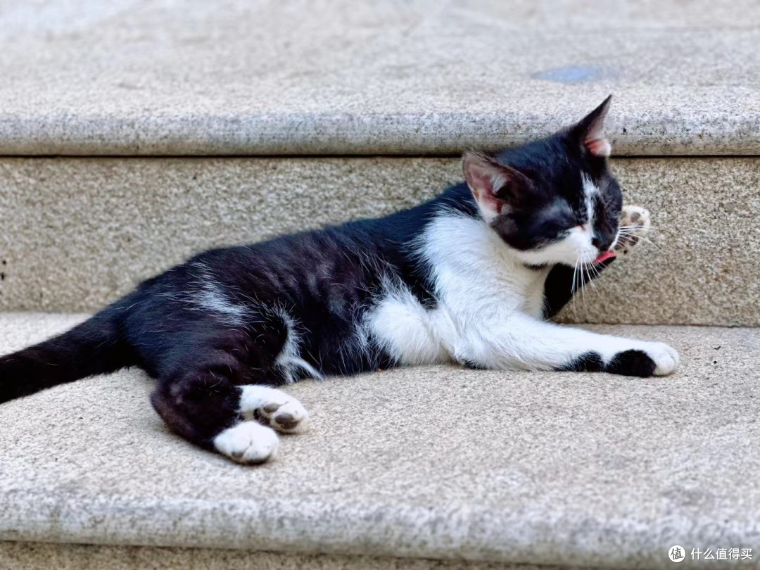见到过一个小区的猫全部集在一起时候的壮丽景观吗?