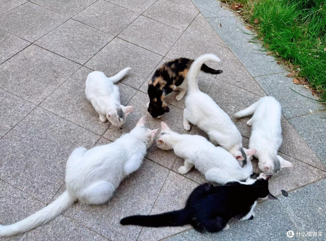 见到过一个小区的猫全部集在一起时候的壮丽景观吗?