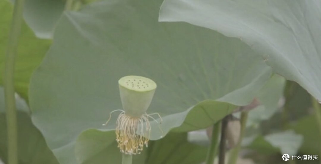 夏日清凉,莲蓬来袭!尝鲜必备,让你一夏都爽口!