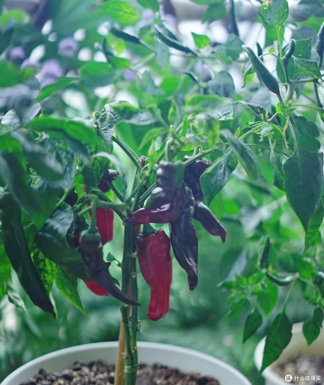 福建一80后姐姐的“辣椒阳台”,好看又实用,羡慕!