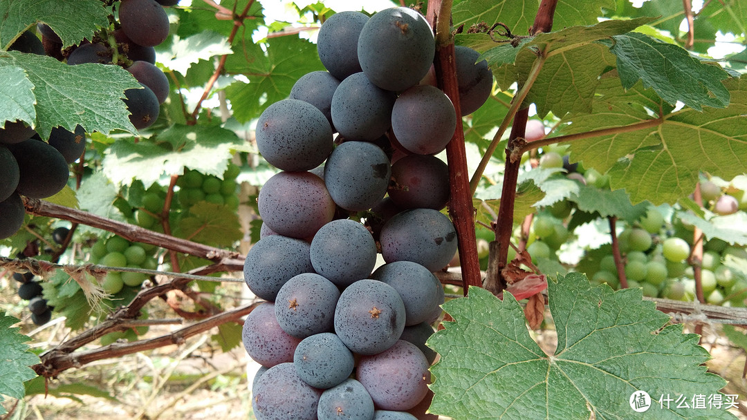 美好季节多吃葡萄，常见葡萄品种及选购攻略