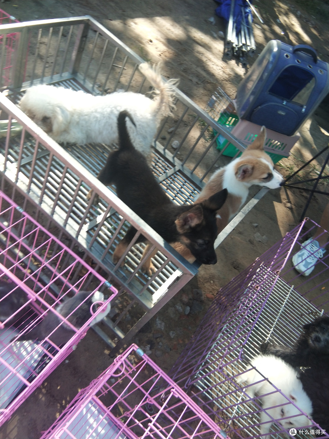 这个集市的猫狗还挺好看