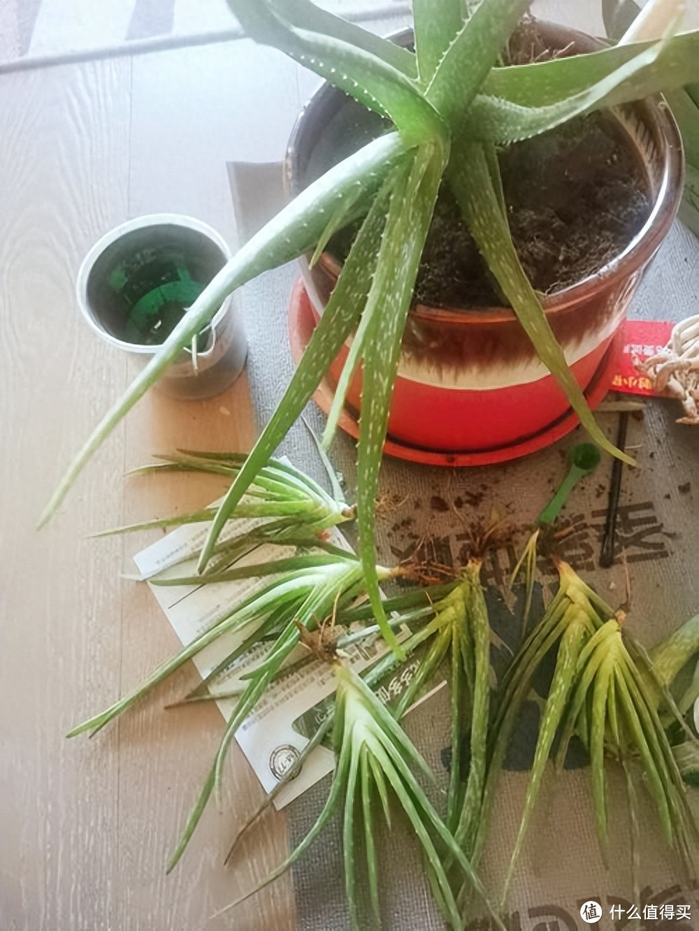 把芦荟养爆盆,只需要做“3件小事”,小崽不停长,叶片肥厚油绿