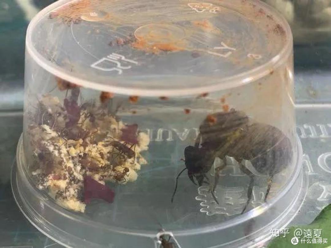 养一窝蚂蚁是一种怎样的体验,怎样养?