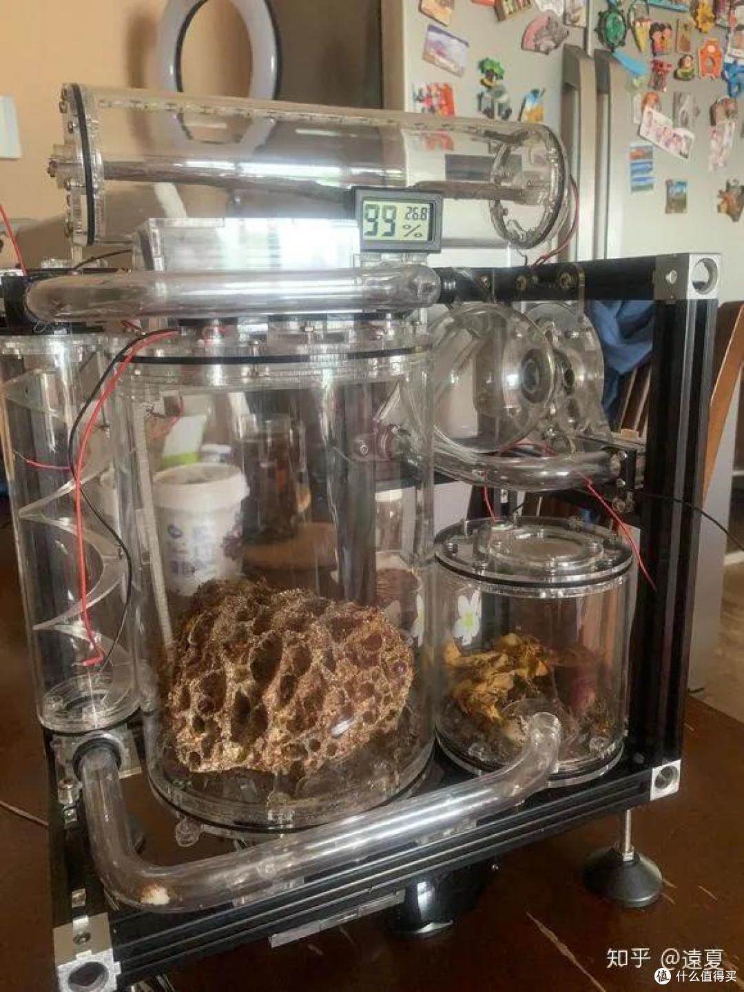 养一窝蚂蚁是一种怎样的体验,怎样养?