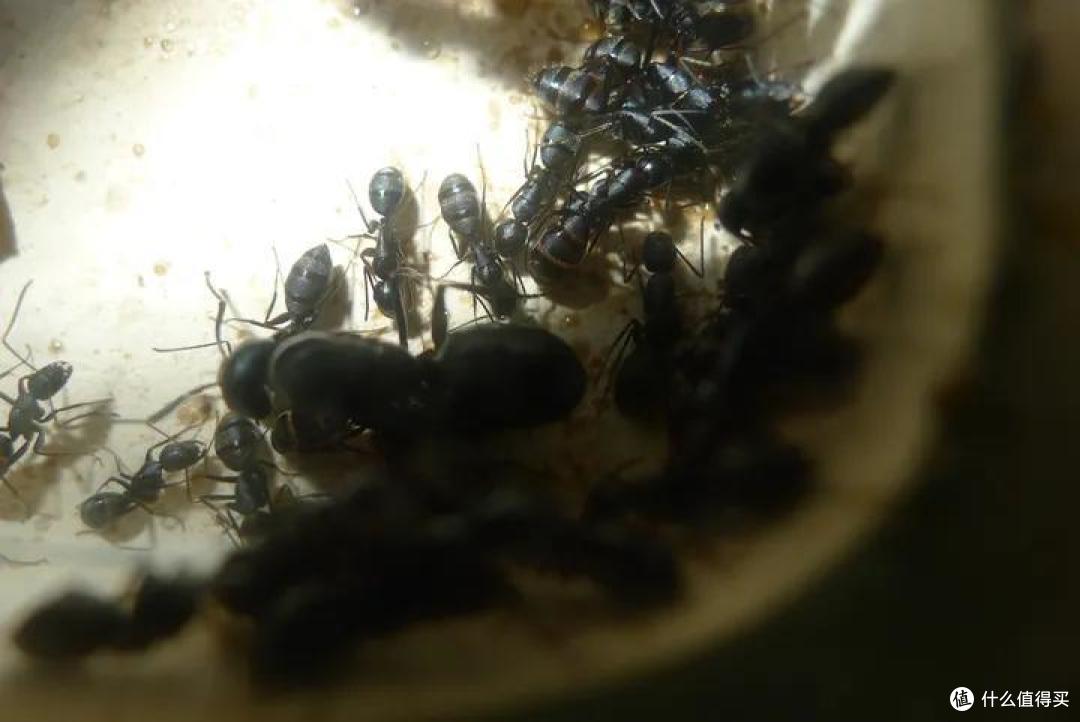 养一窝蚂蚁是一种怎样的体验,怎样养?