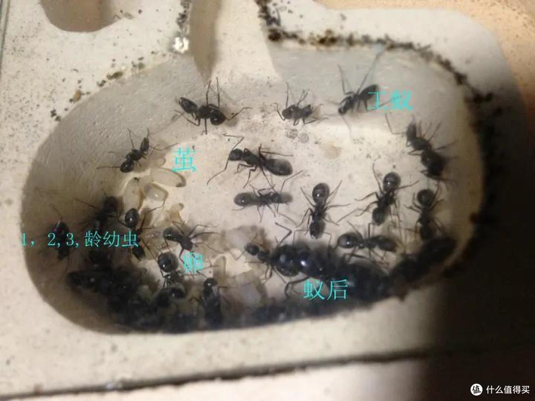 养一窝蚂蚁是一种怎样的体验,怎样养?