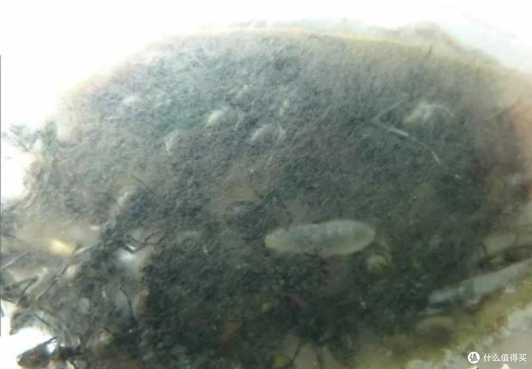 养一窝蚂蚁是一种怎样的体验,怎样养?