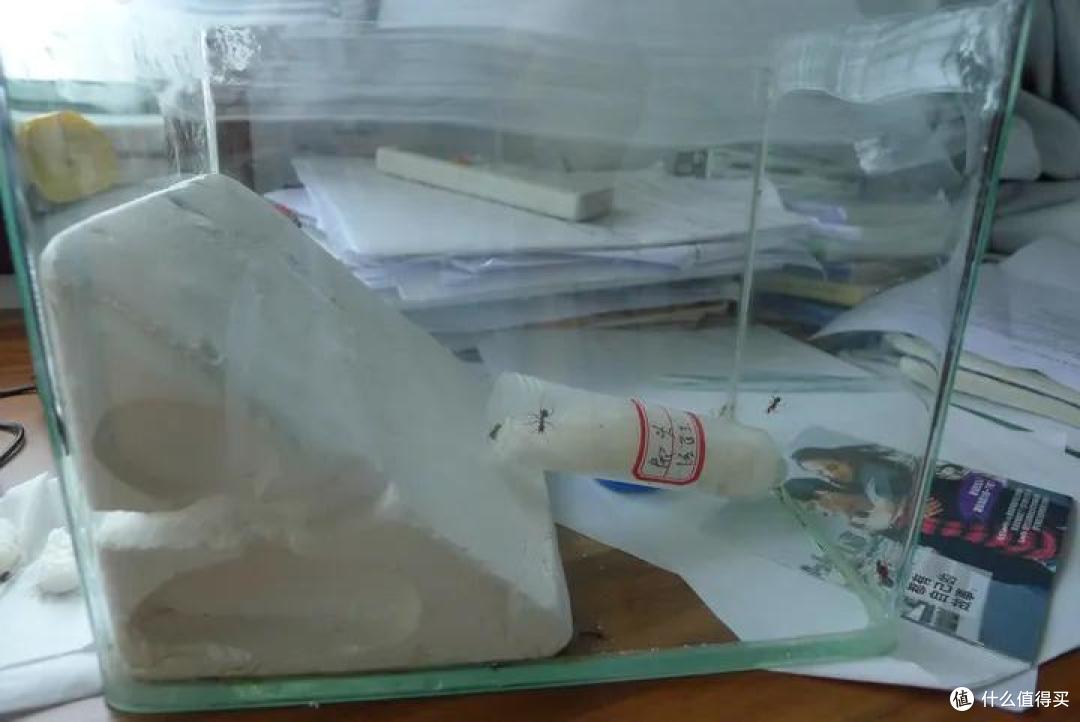 养一窝蚂蚁是一种怎样的体验,怎样养?