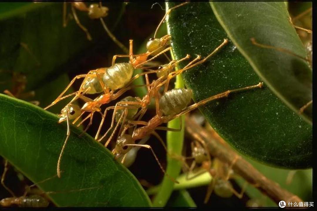 养一窝蚂蚁是一种怎样的体验,怎样养?