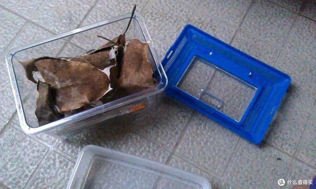 养一窝蚂蚁是一种怎样的体验,怎样养?