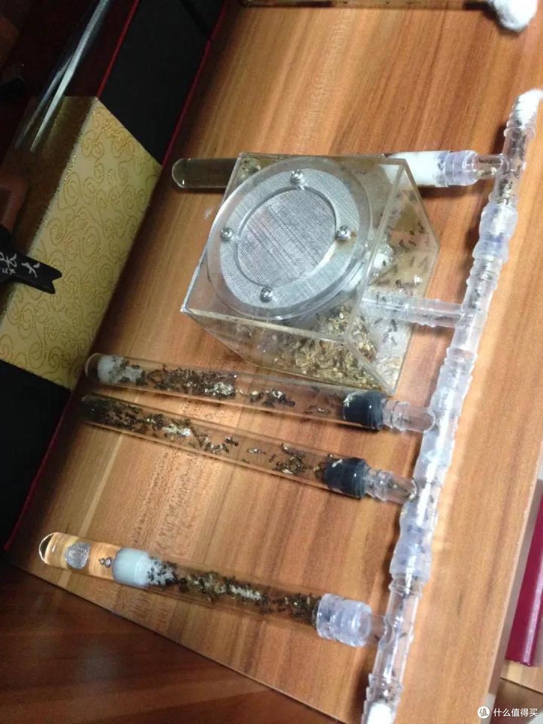 养一窝蚂蚁是一种怎样的体验,怎样养?