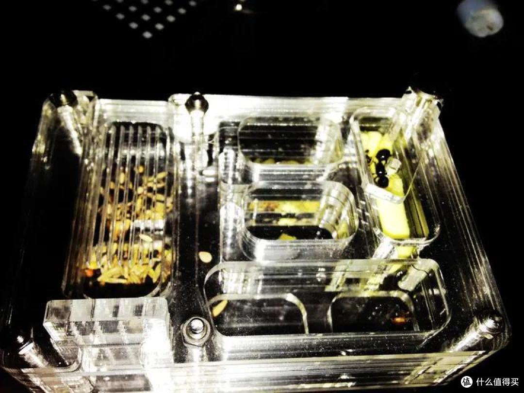 养一窝蚂蚁是一种怎样的体验,怎样养?