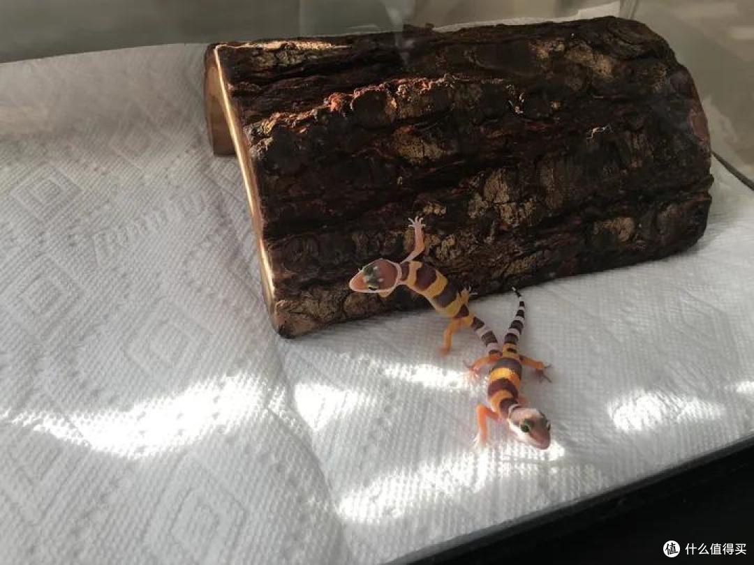 孤独的人适合养什么宠物?