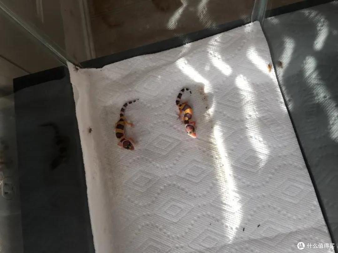 孤独的人适合养什么宠物?