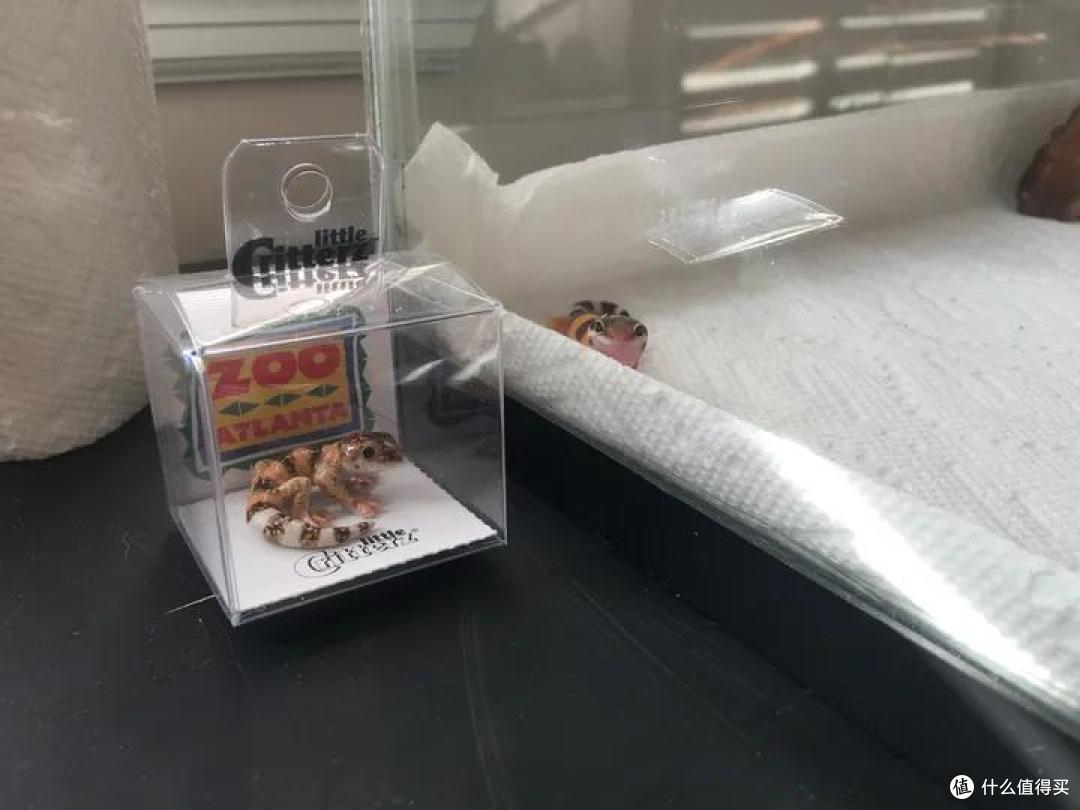 孤独的人适合养什么宠物?