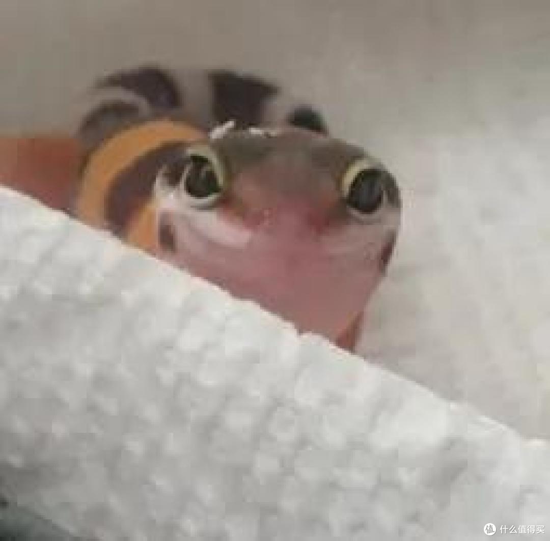 孤独的人适合养什么宠物?