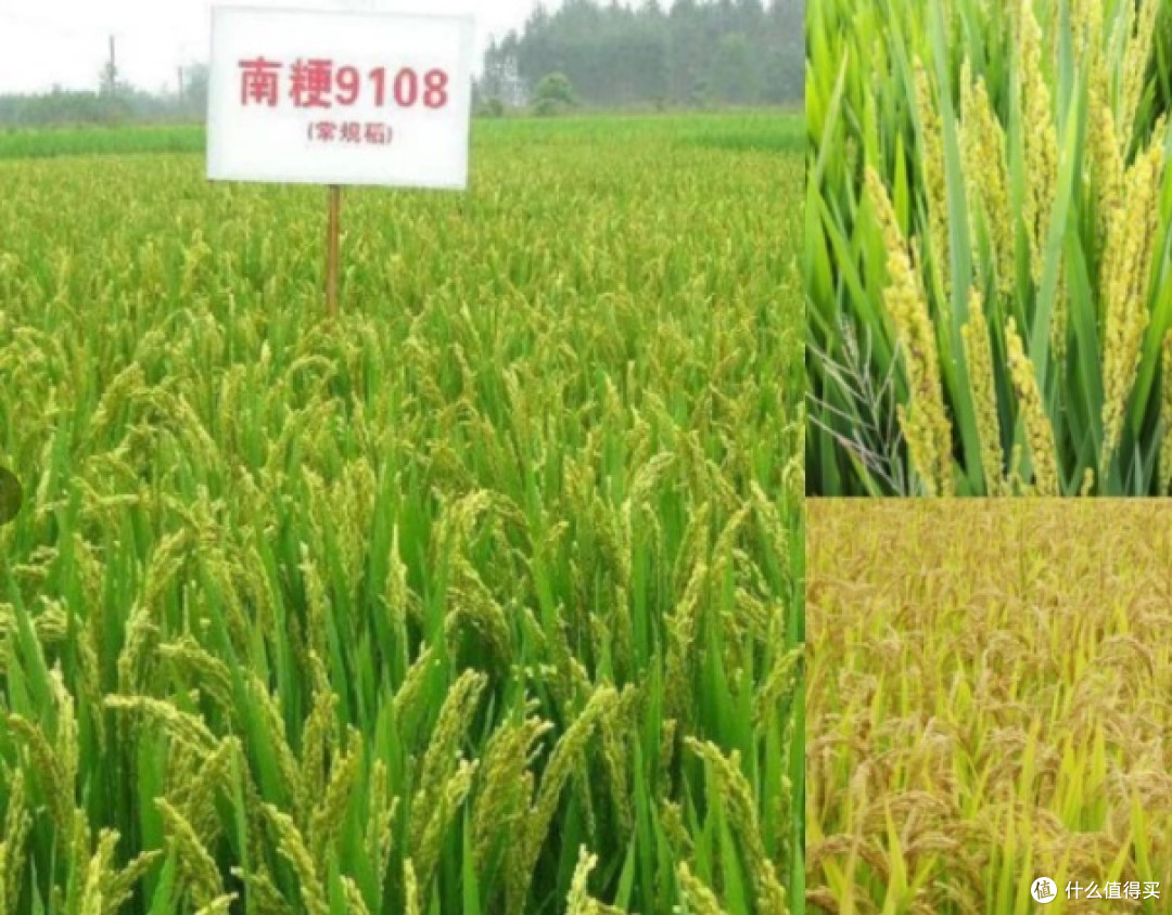 宝宝第一阶段的辅食如何选？高铁米粉有哪些作用？高铁米粉如何选购？