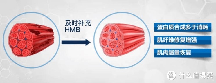 猜猜划船15分钟消耗多少卡路里？掌握减肥的底层逻辑，真掉肉！   