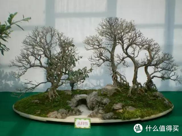 按8个步骤来,打造出别具一格的六月雪盆景,不试试可惜了