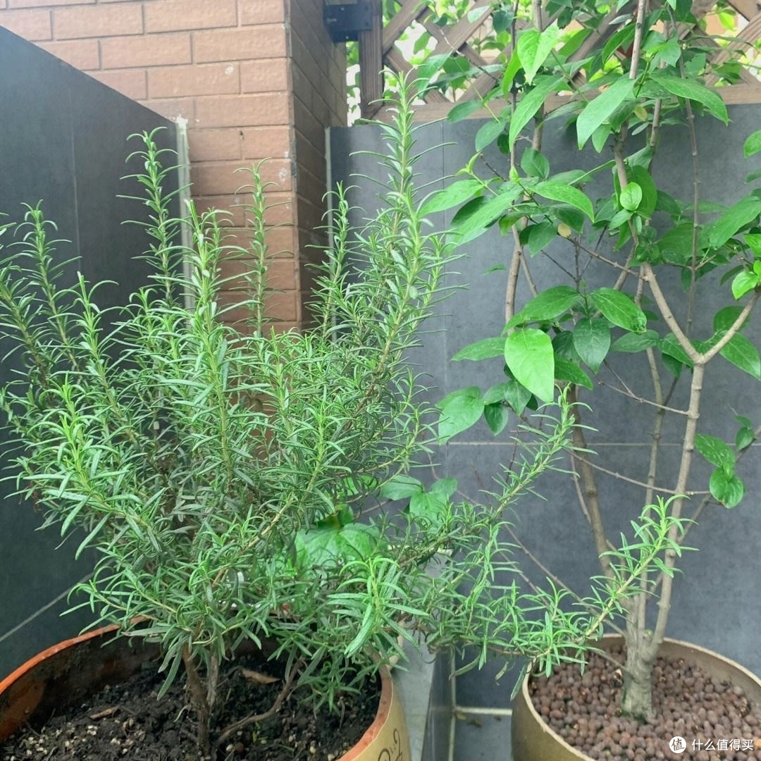 迷迭香养好很容易，做好一点就够了，枝繁叶茂又芳香，一年又一年