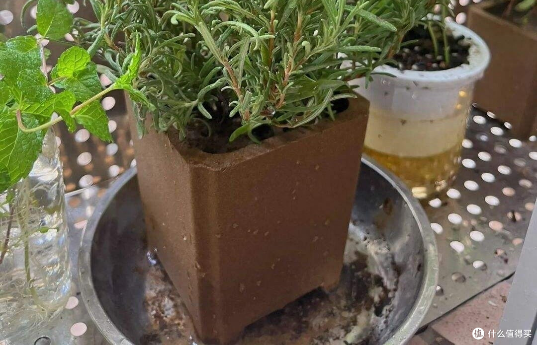 迷迭香养好很容易，做好一点就够了，枝繁叶茂又芳香，一年又一年