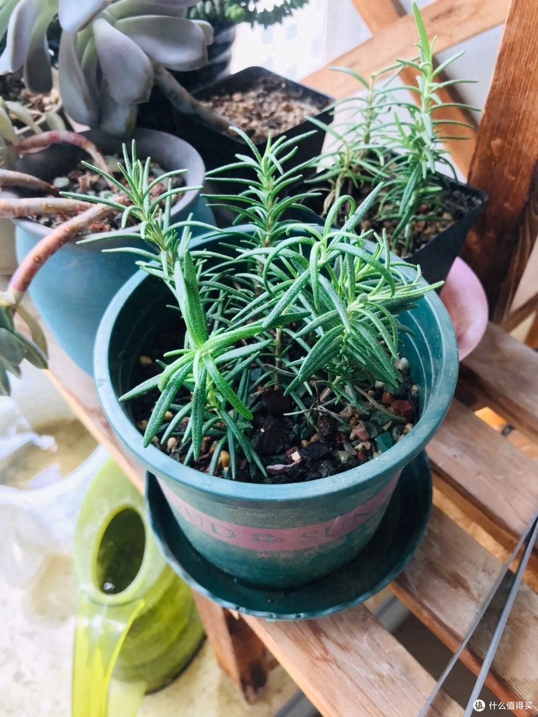 迷迭香养好很容易，做好一点就够了，枝繁叶茂又芳香，一年又一年