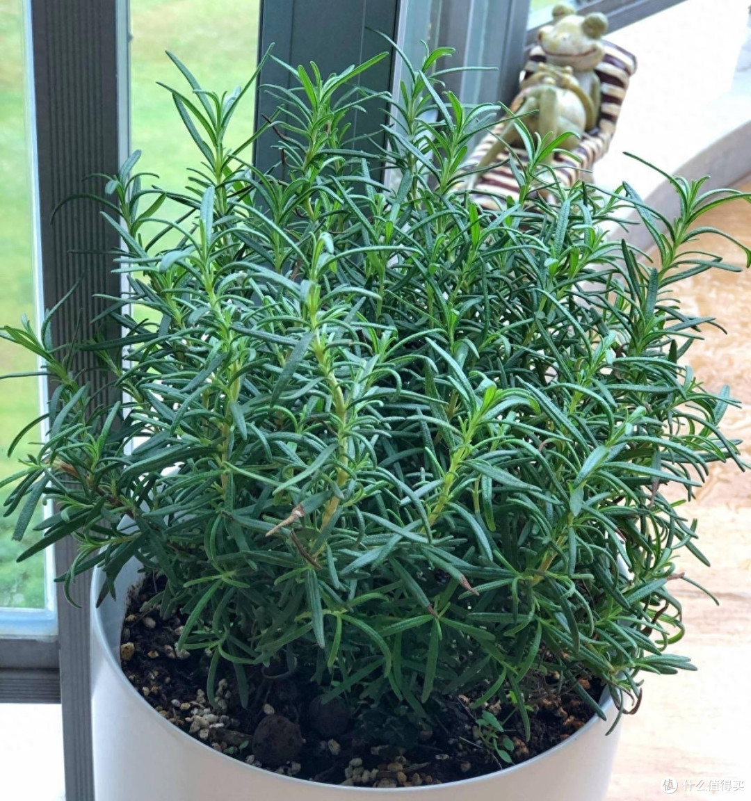 迷迭香养好很容易，做好一点就够了，枝繁叶茂又芳香，一年又一年